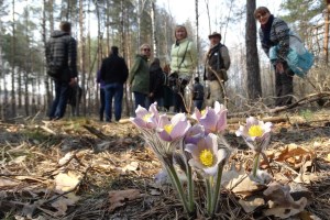 Цвітіння сон-трави, Міжрічинський регіональний ландшафтний парк